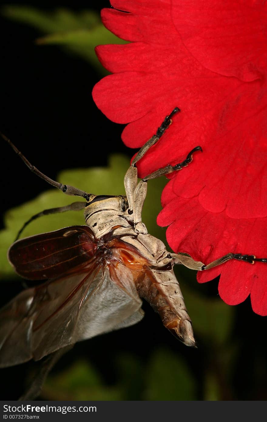 Longhorned beetle ready to fly, Venezuela, Henri Pittier National Park