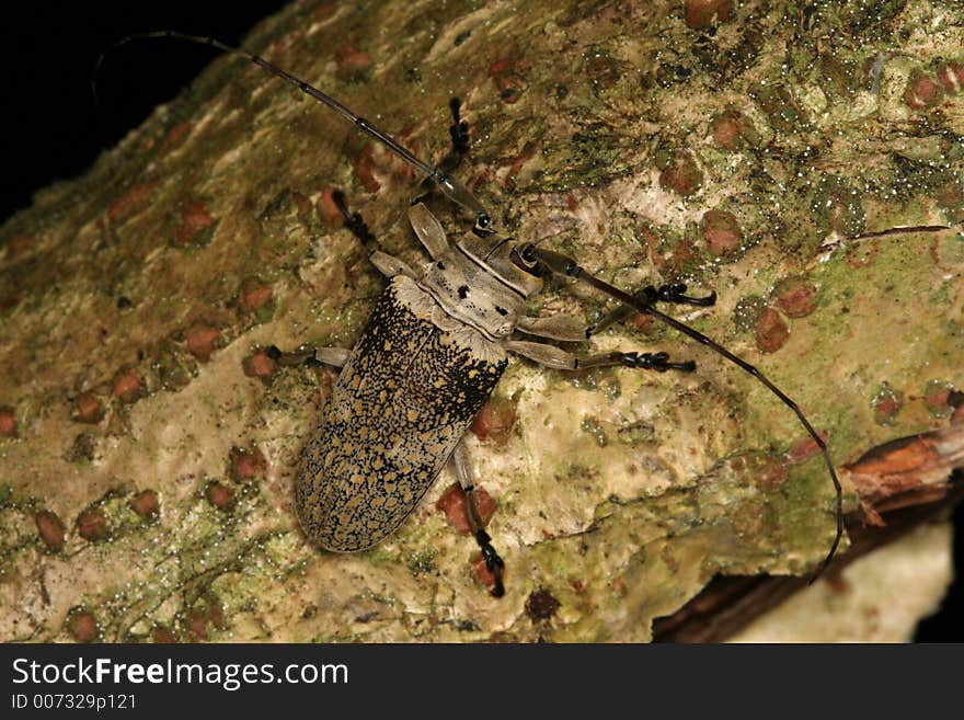 Longhorned beetle on a branch, Venezuela, Henri Pittier National Park