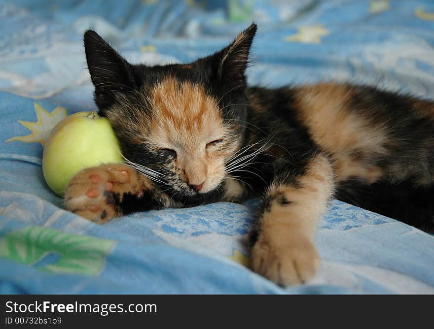 Sleeping kitten and green apple