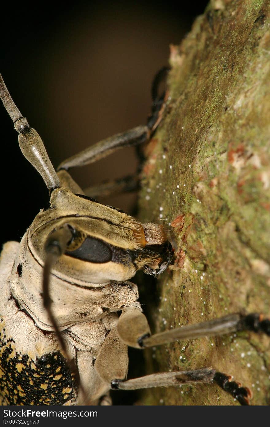 Longhorned beetle's portrait, Venezuela, Henri Pittier National Park