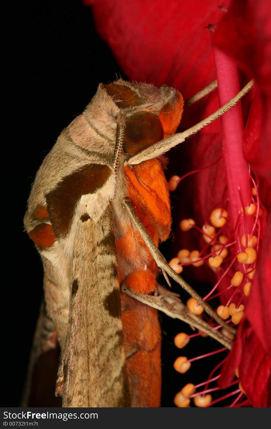 Hawk moth's portrait, Venezuela, Henri Pittier National Park