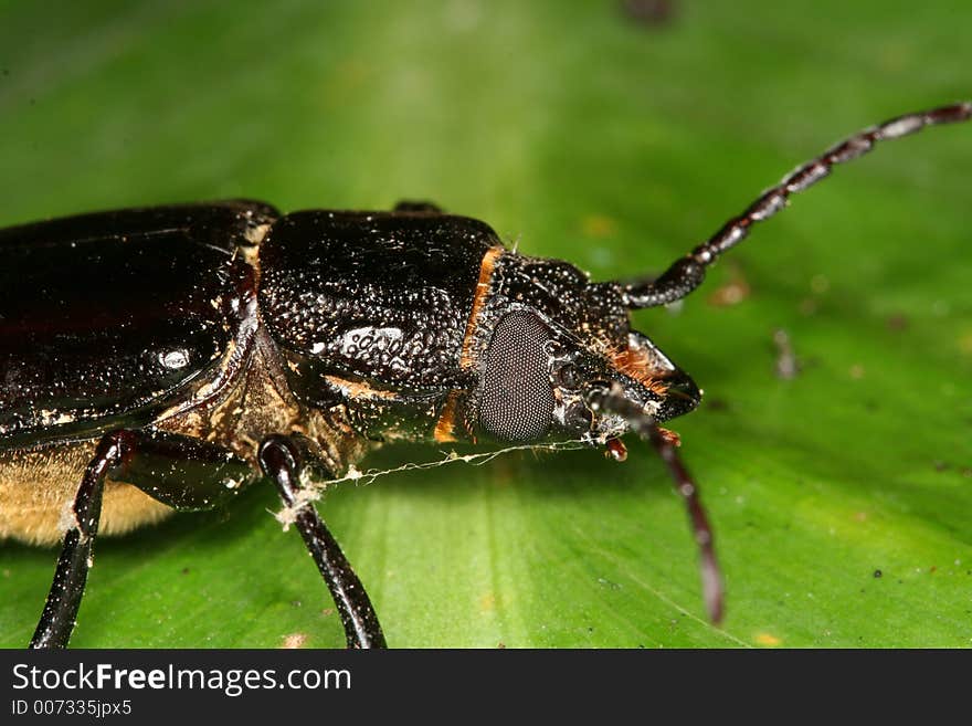 Beetle closeup