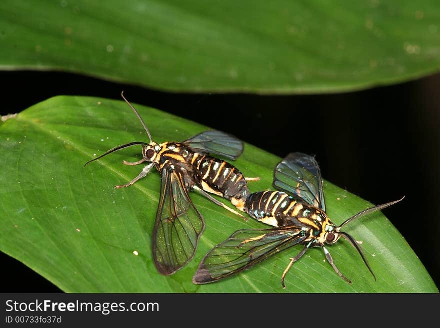 Butterflies copulating