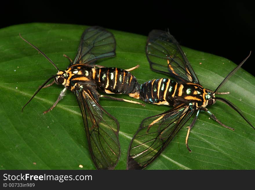 Butterflies copulating