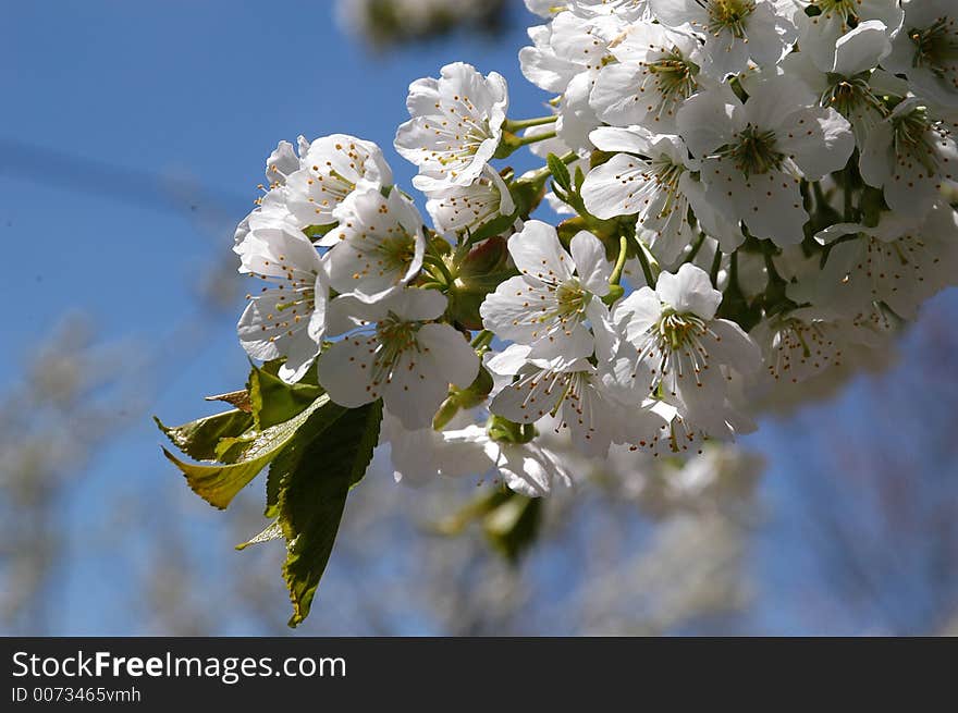 Cherry flower