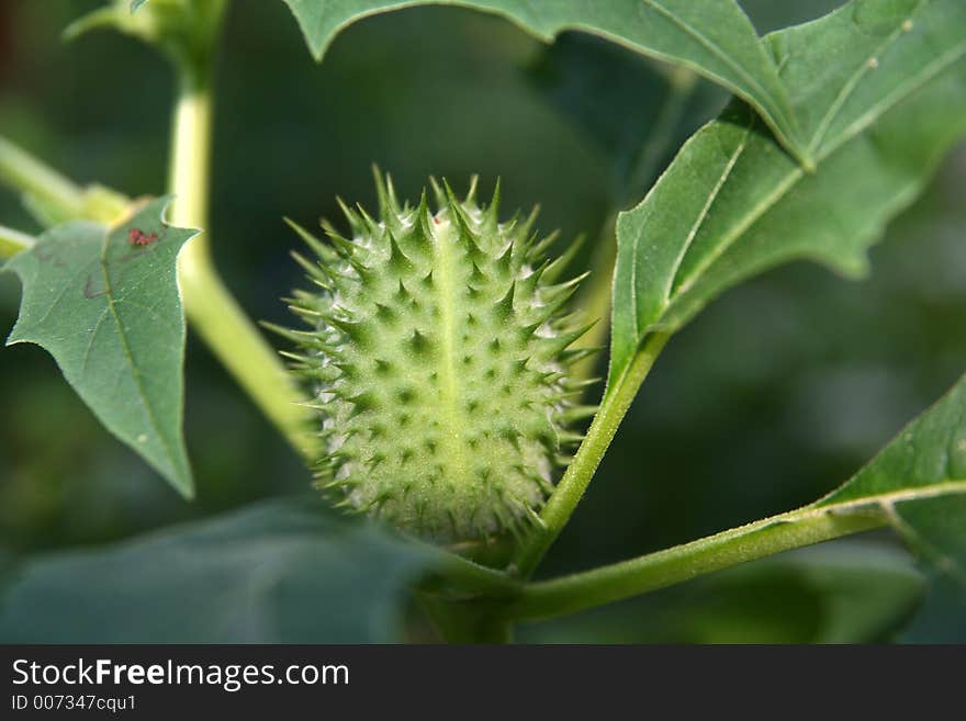 The fruit of a (poisonous as said) plant, full of thorns. The fruit of a (poisonous as said) plant, full of thorns