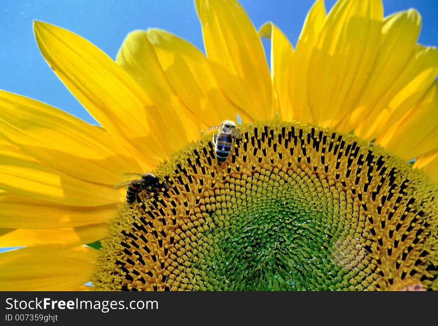 Sunflower with visitors. Sunflower with visitors