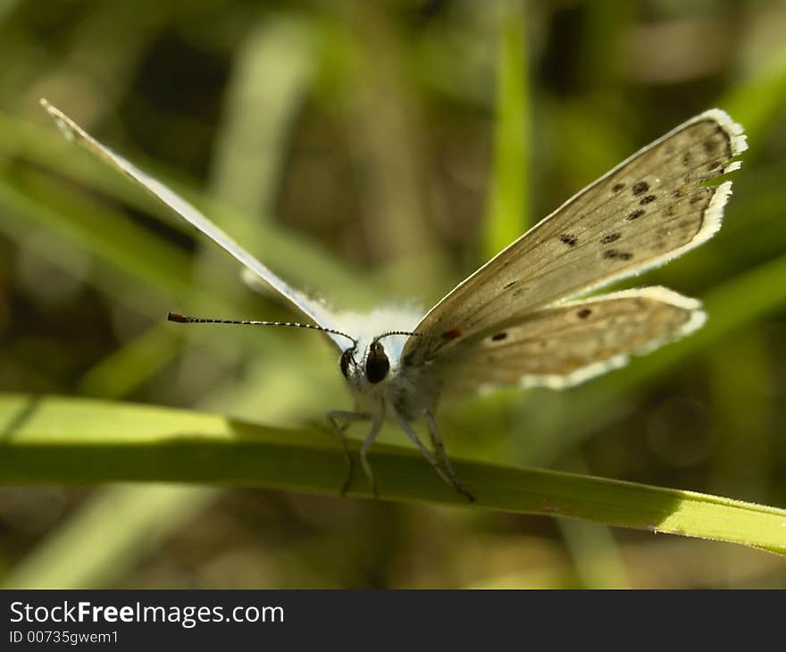 Butterfly ona a Grass