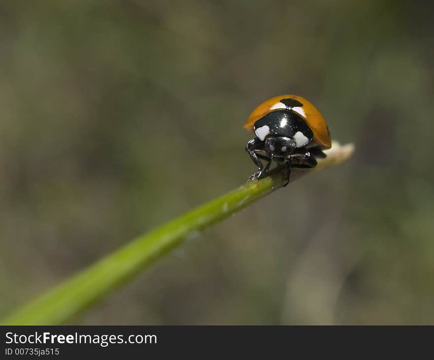 Lady Bug on a Grass Leaf