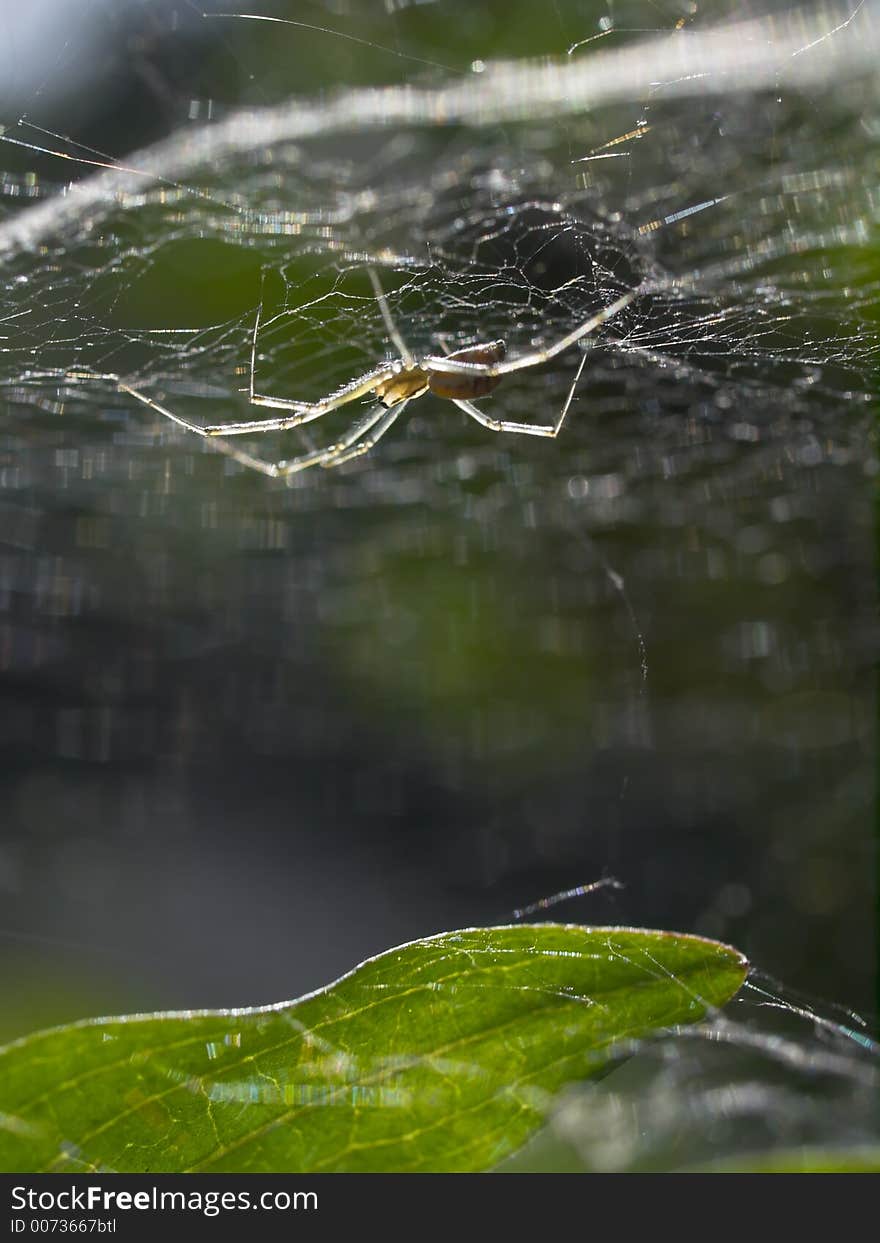 Small Spider On His Little Web