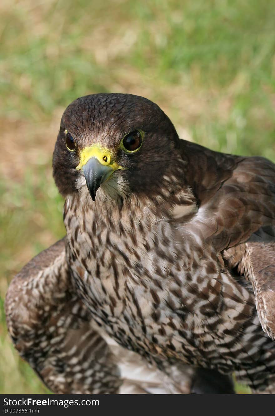 Portrait of a buzzard bird of prey.