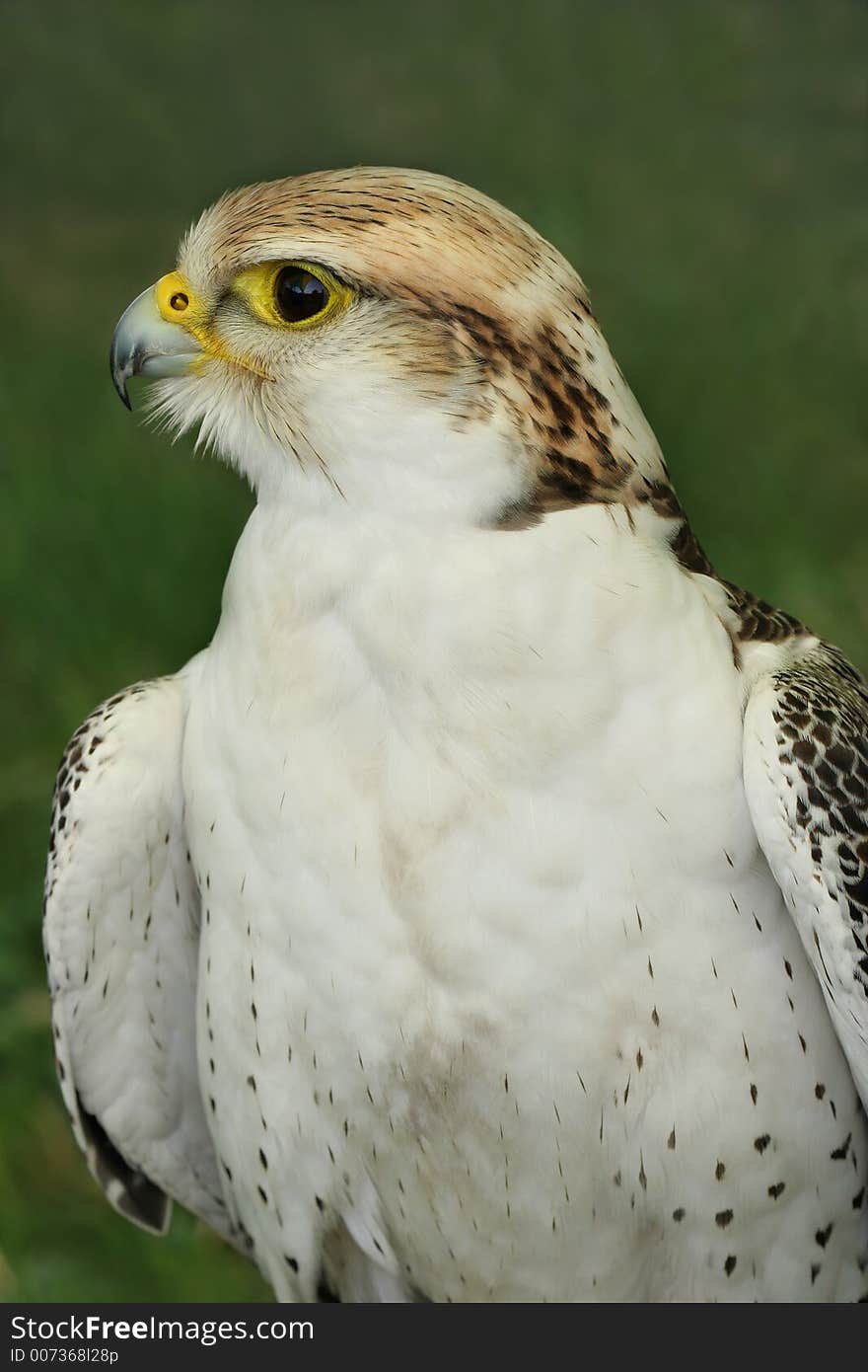 Falcon bird of prey against green background. Falcon bird of prey against green background.