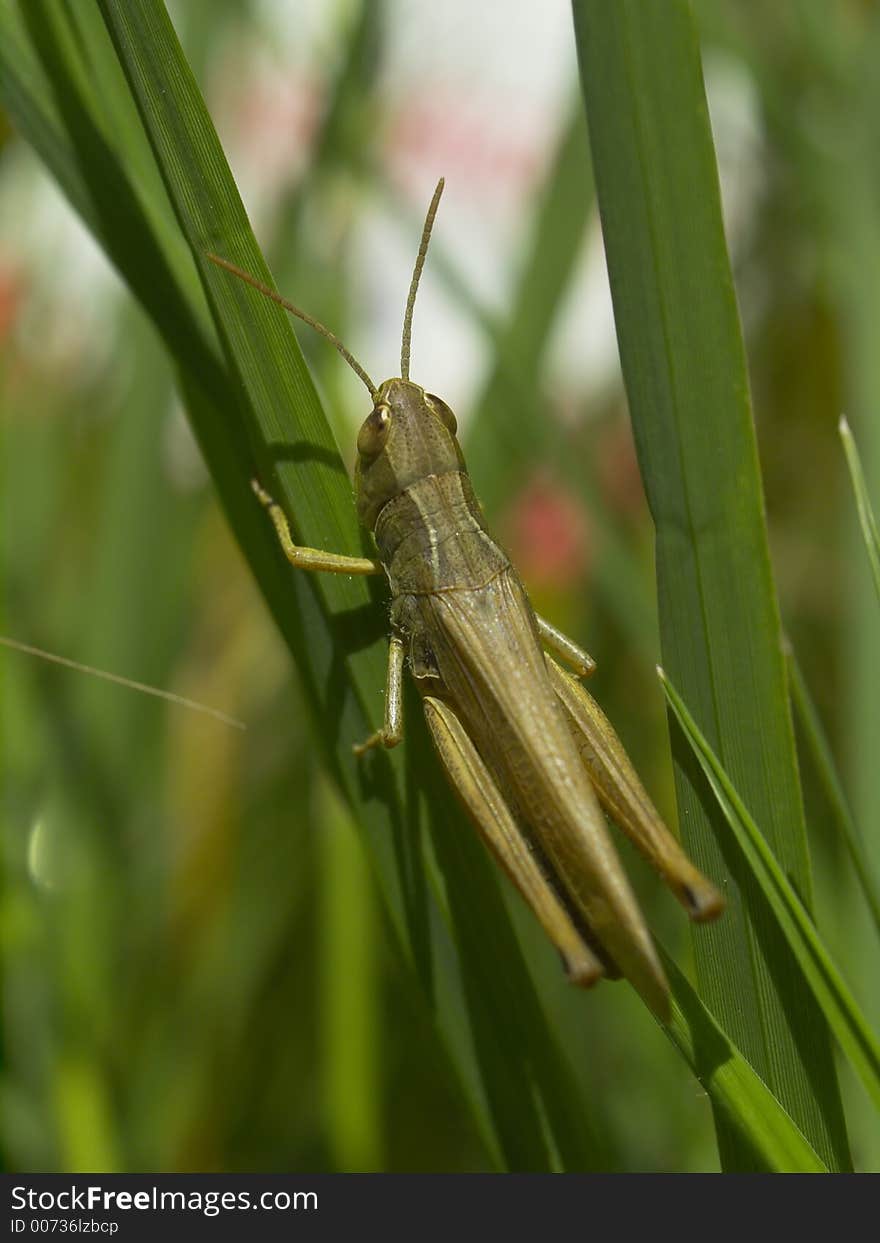 Grasshopper In The Grass