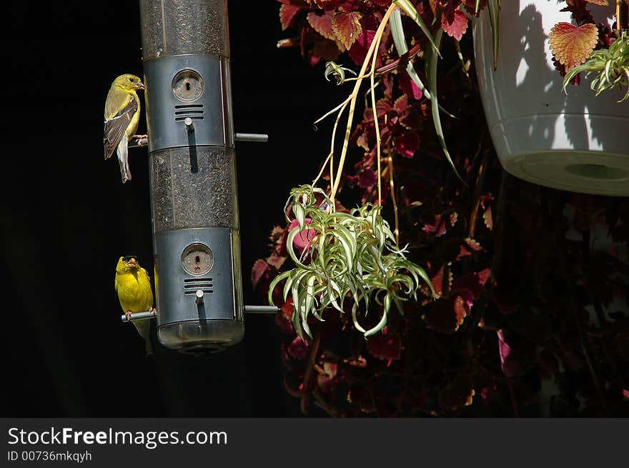 Goldfinches on manger. Goldfinches on manger