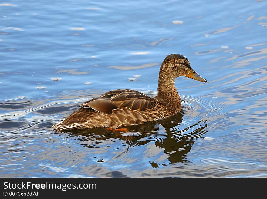 Female duck mallard 4