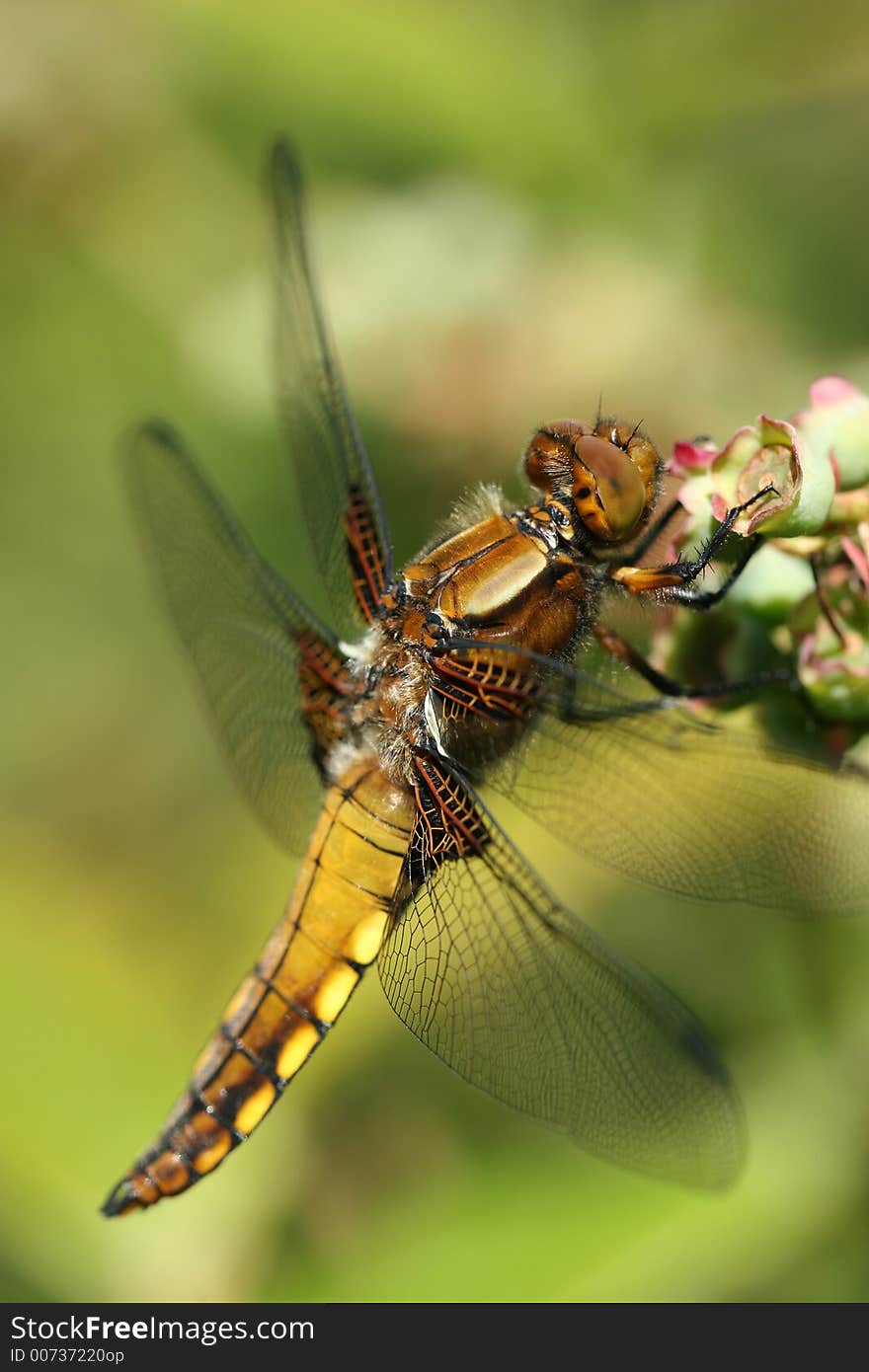 Dragonfly Beauty