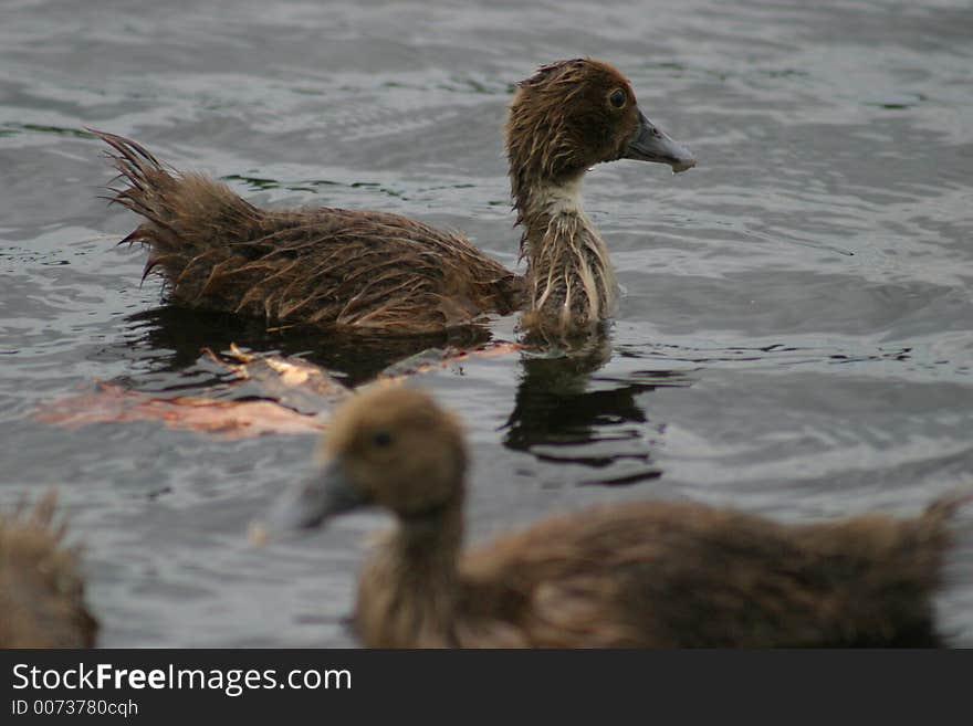 Baby Ducklings