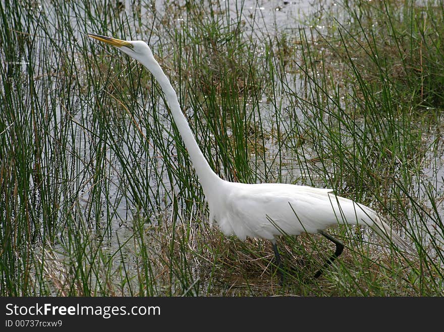 Egret