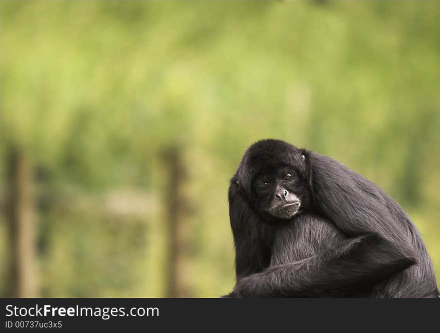 This image was captured at Dudley Zoo, England, UK. This image was captured at Dudley Zoo, England, UK.