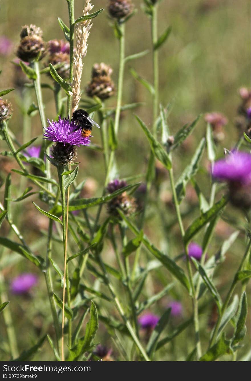 Honey Bee On Thistle