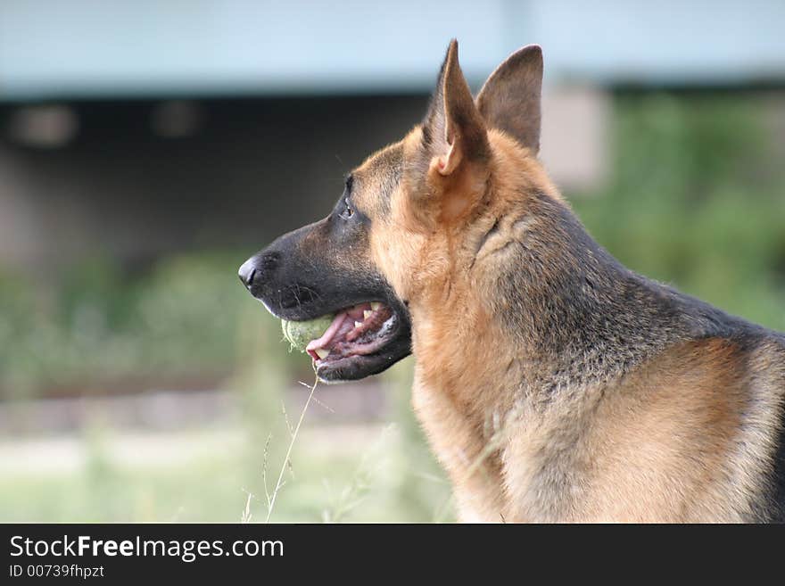 German Shepherd with Ball in Mouth