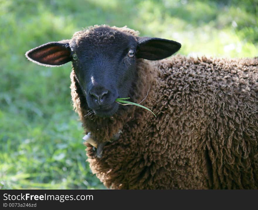 Brown sheep. Brown sheep