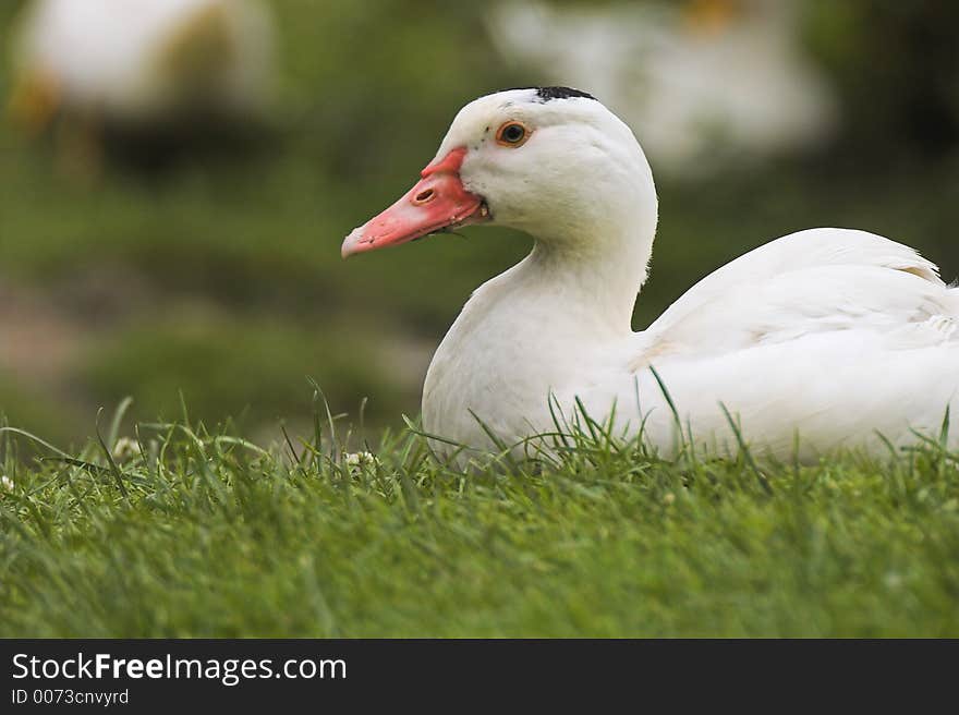 White goose on grass