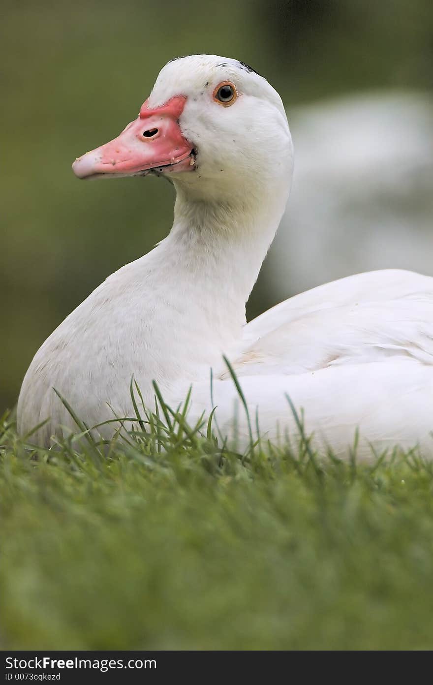 Portrait of Goose