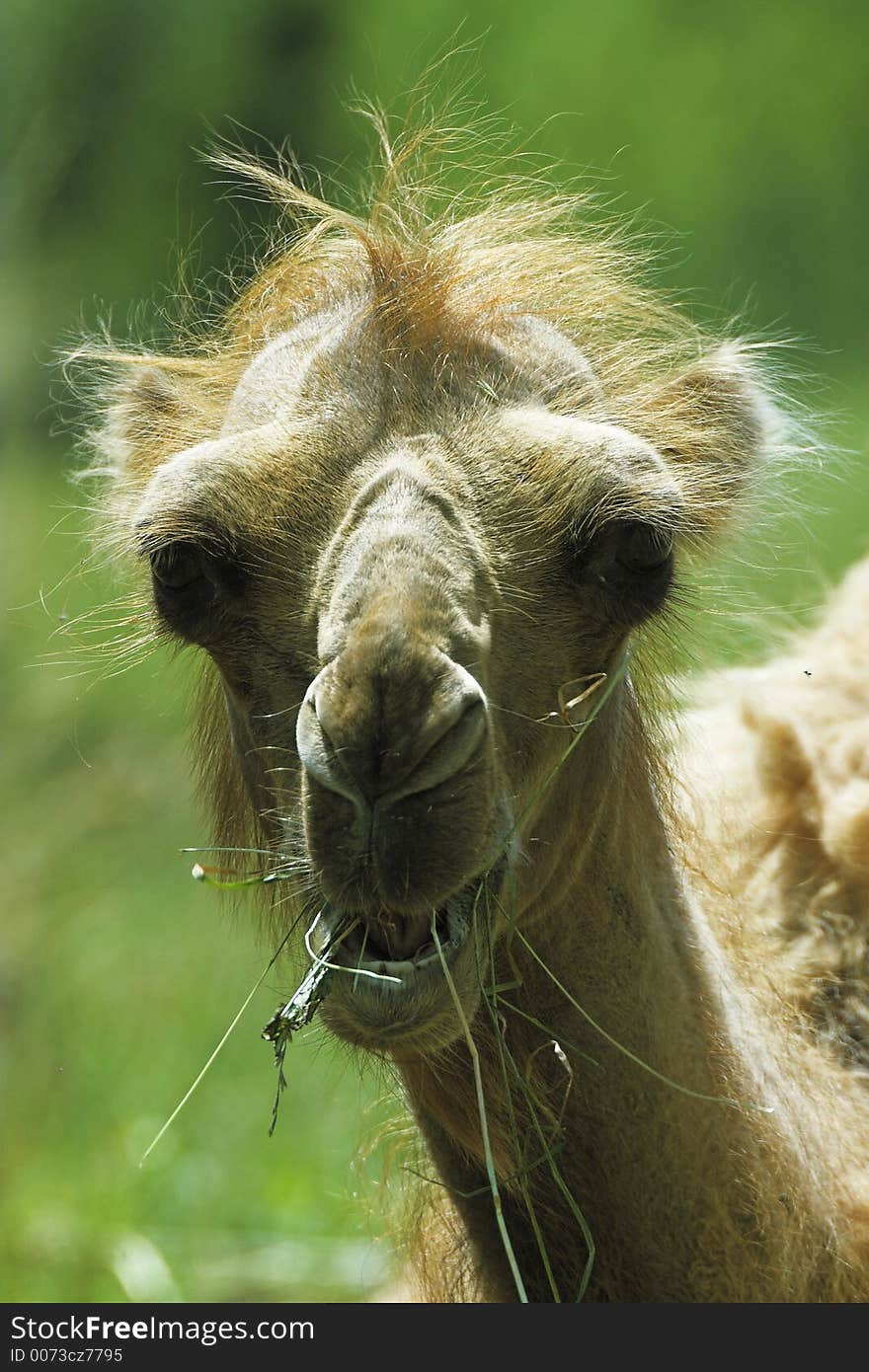 Portrait of camel. Portrait of camel