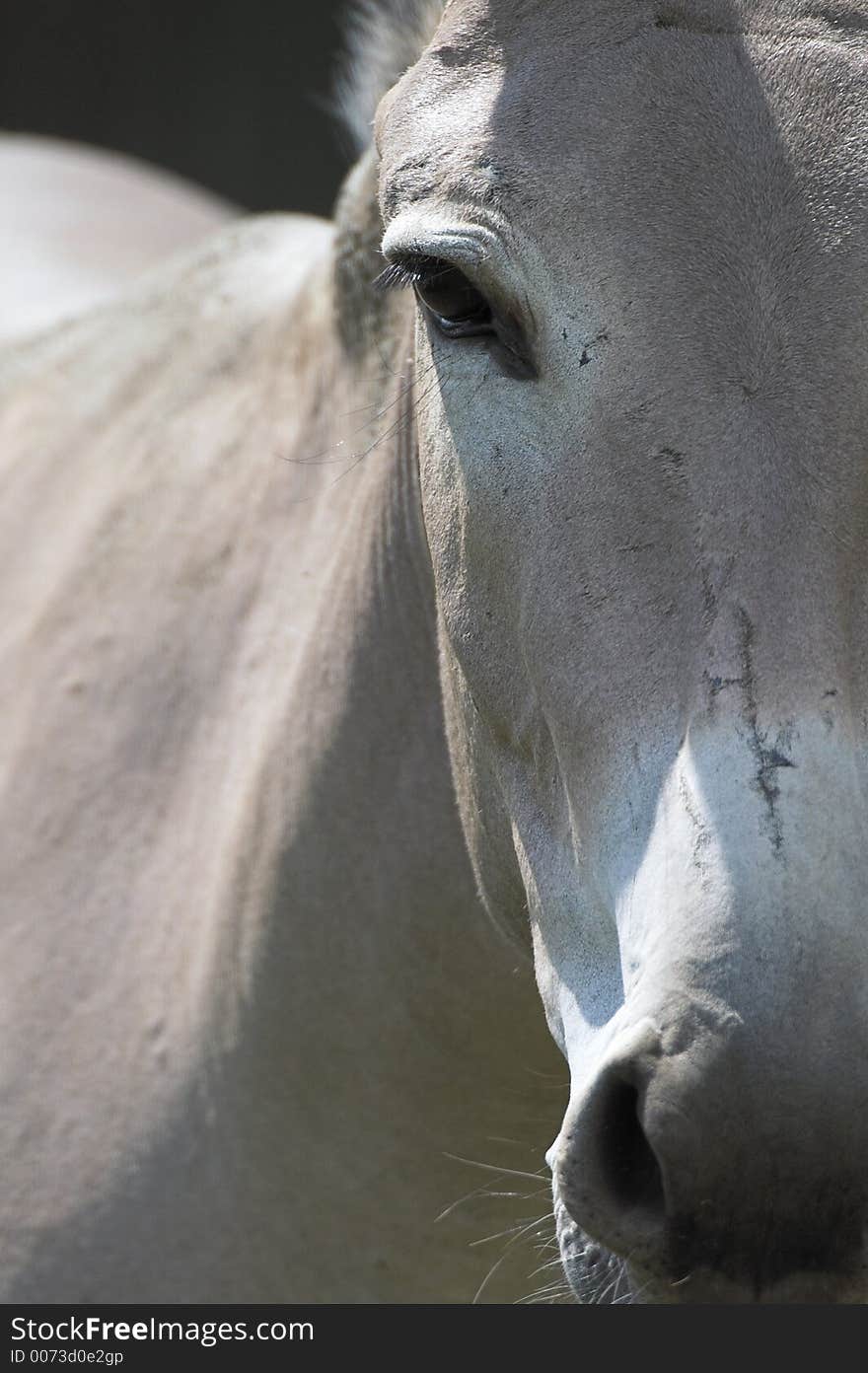 Somalian Donkey