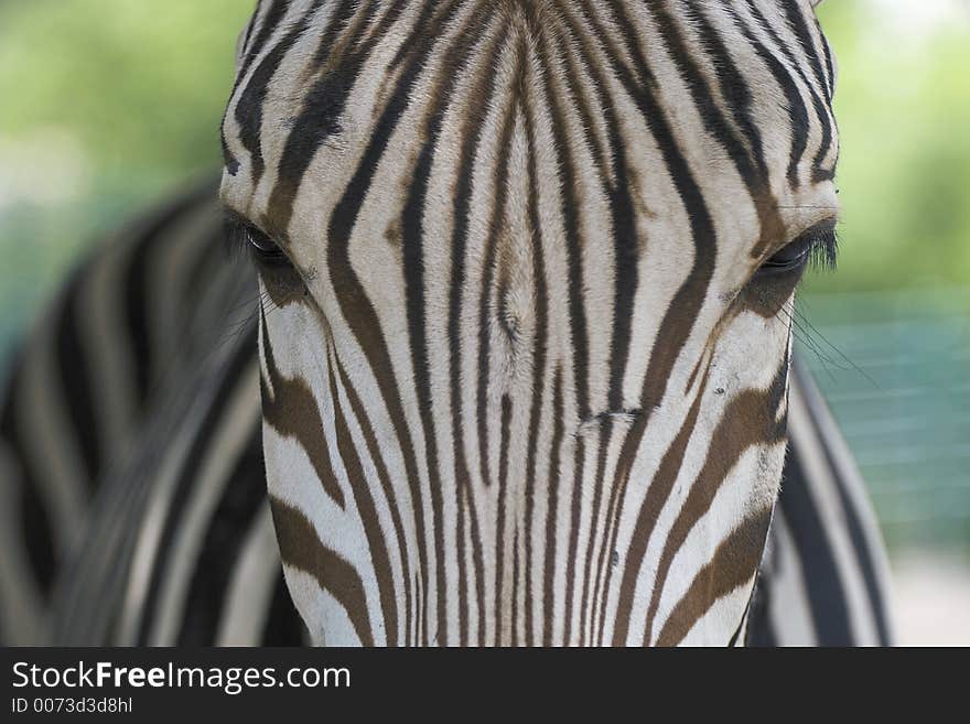 Eyes Of Zebra