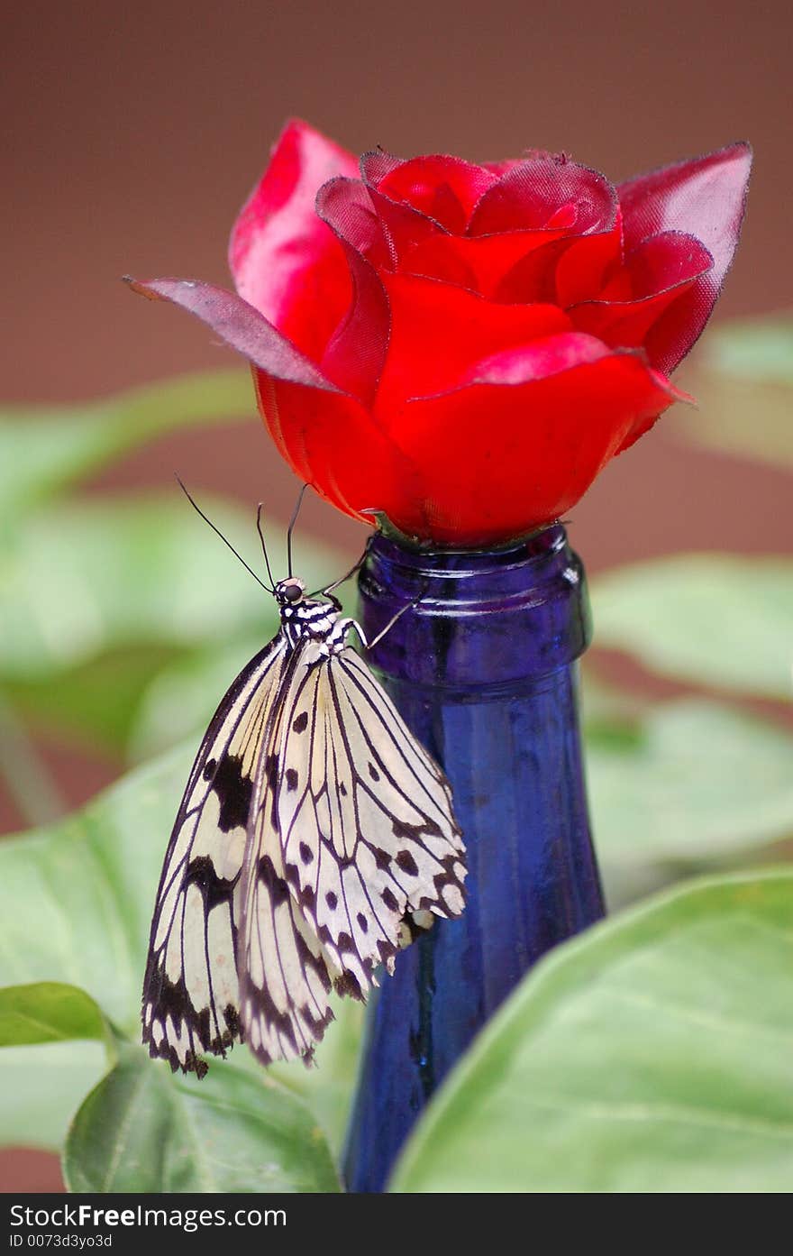 Butterfly on a Flower