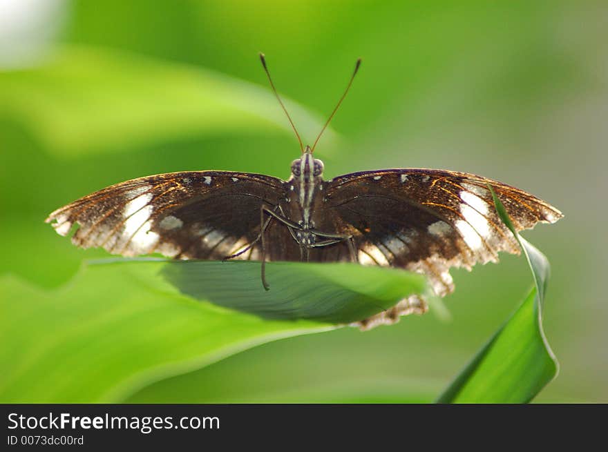 Butterfly on a Flower