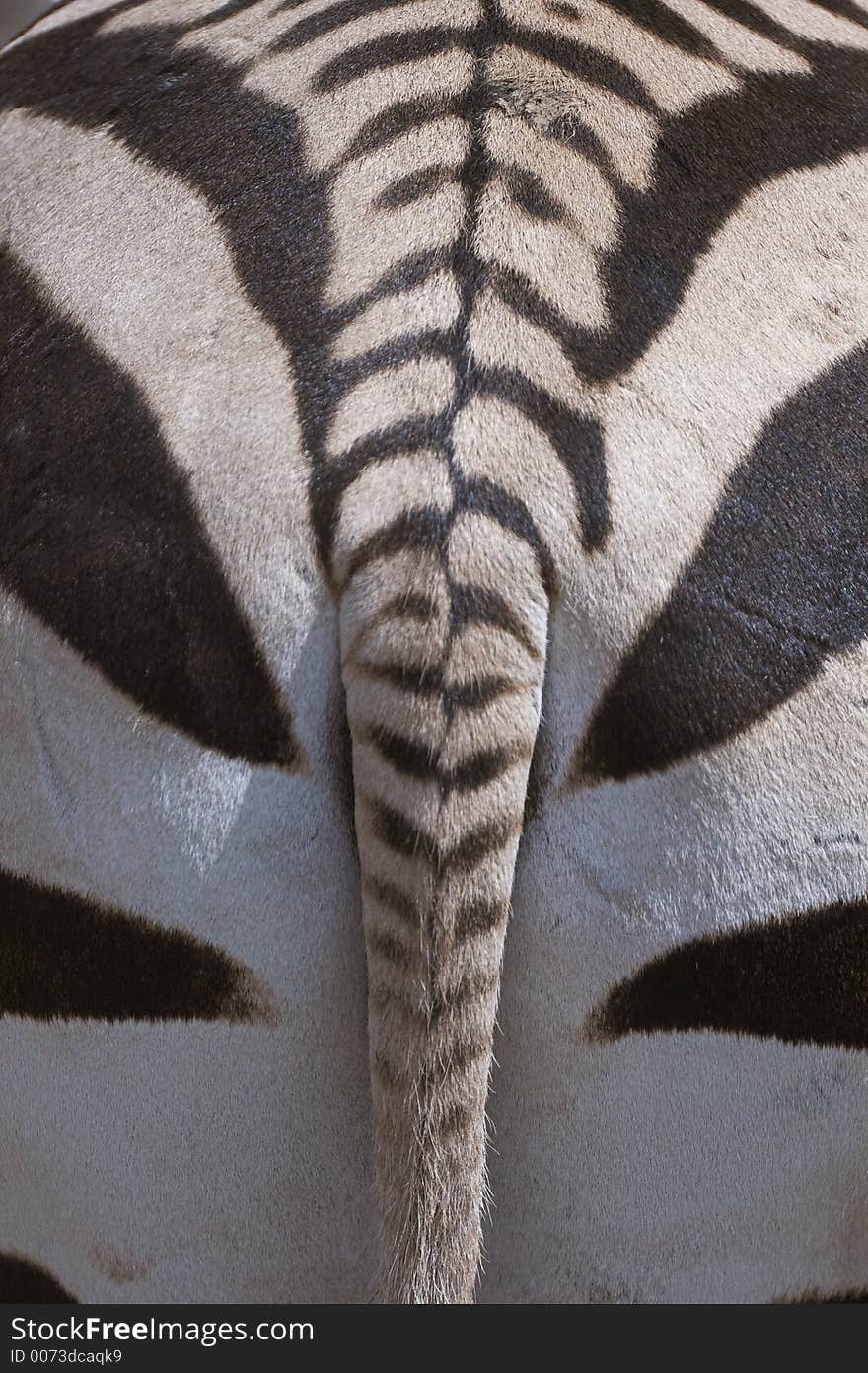 Tail of zebra. Tail of zebra