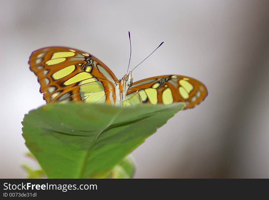 Butterfly on a Flower