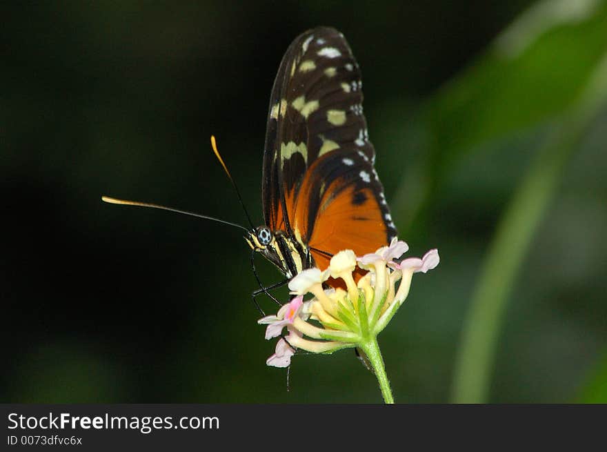 Butterfly on a Flower