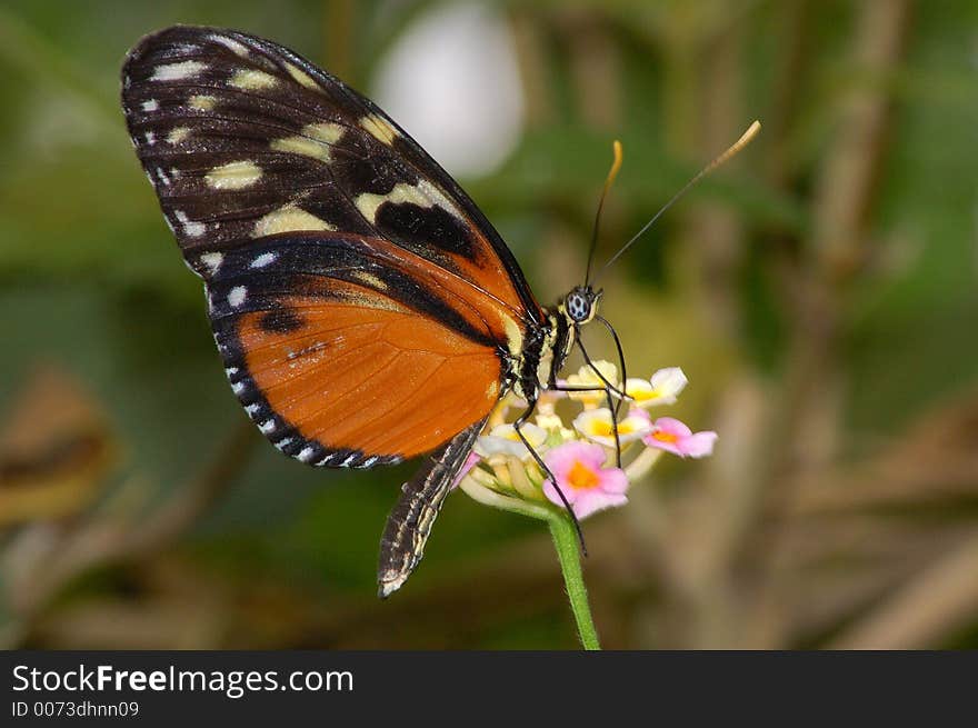 Butterfly on a Flower