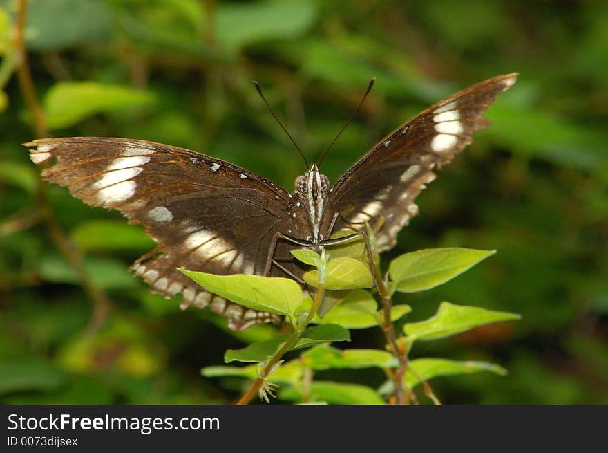 Butterfly on a Flower