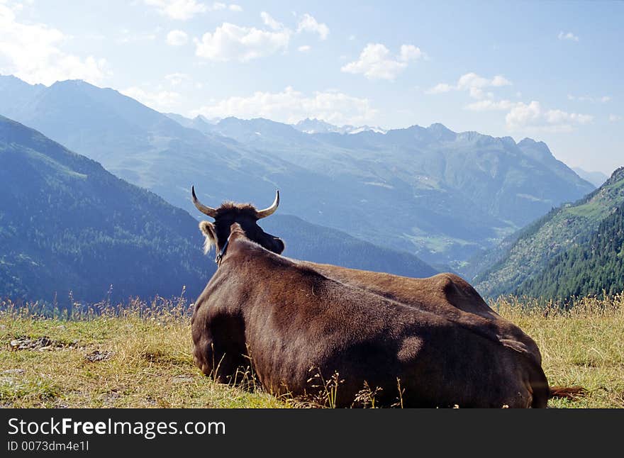 Cow in Alps