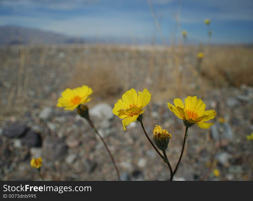 Spring flowers