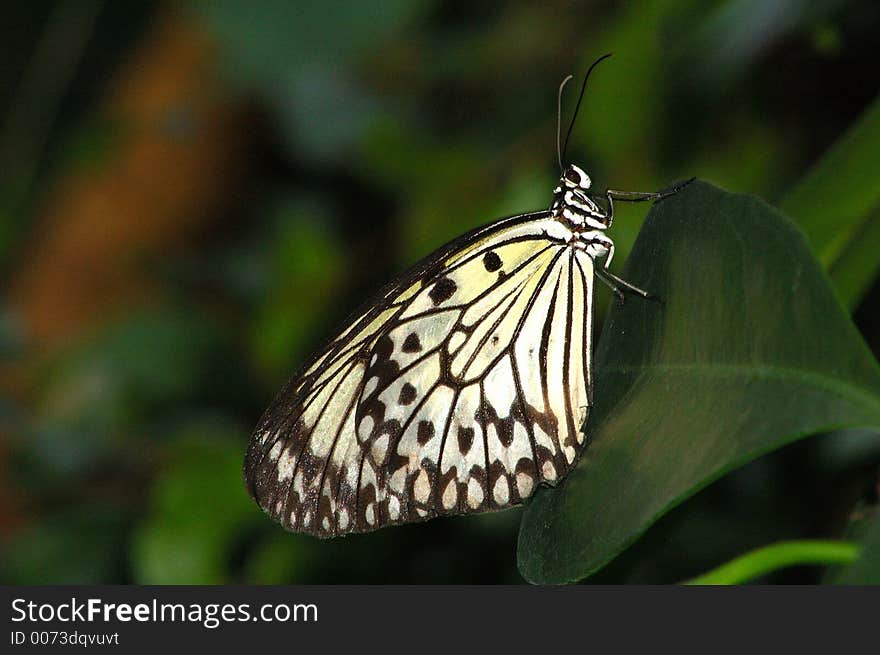 Butterfly on a Flower