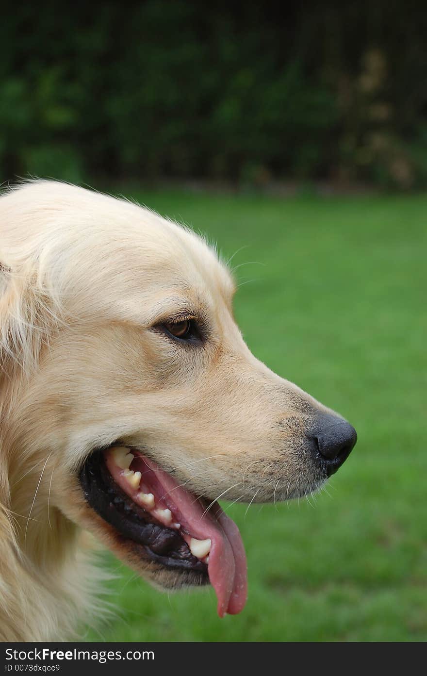 Golden Retriever