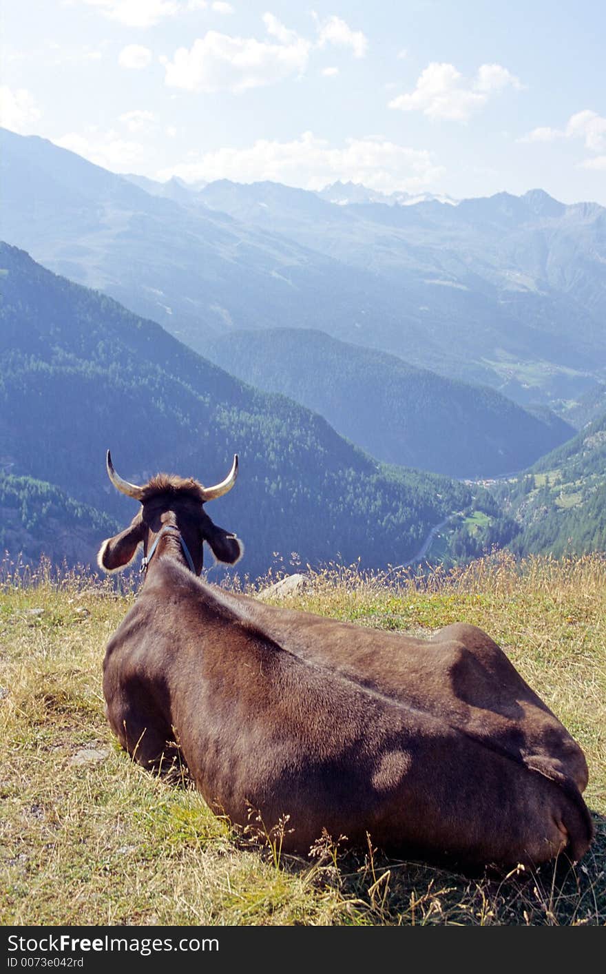 Cow in alps