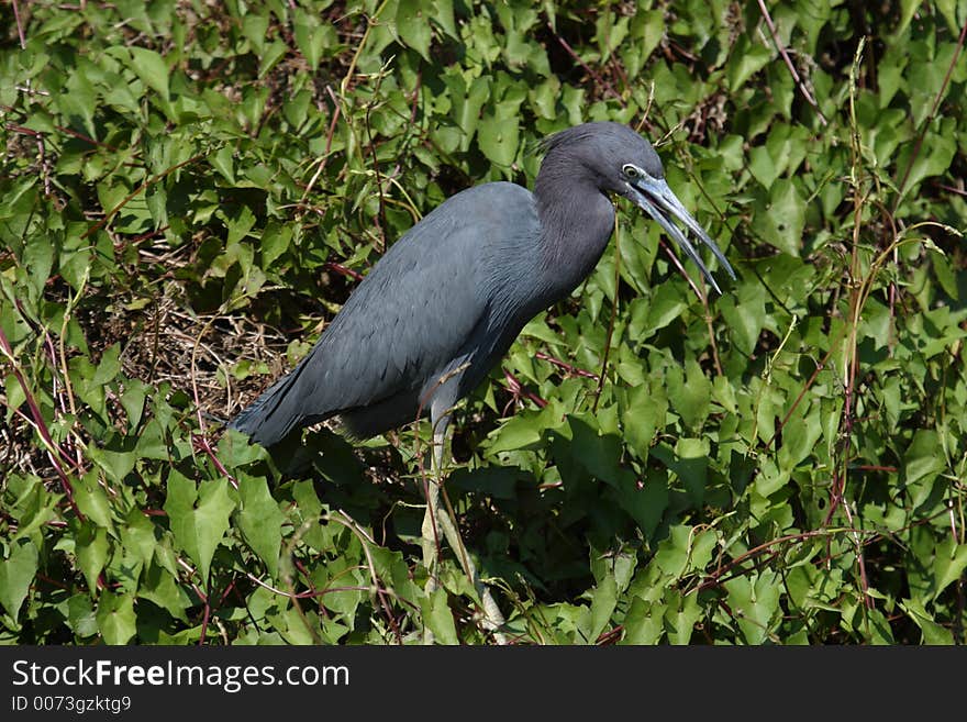 Little Blue Heron