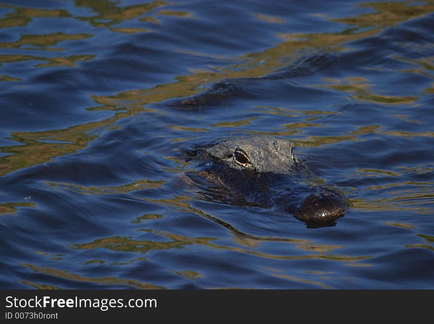 Alligator Swimming