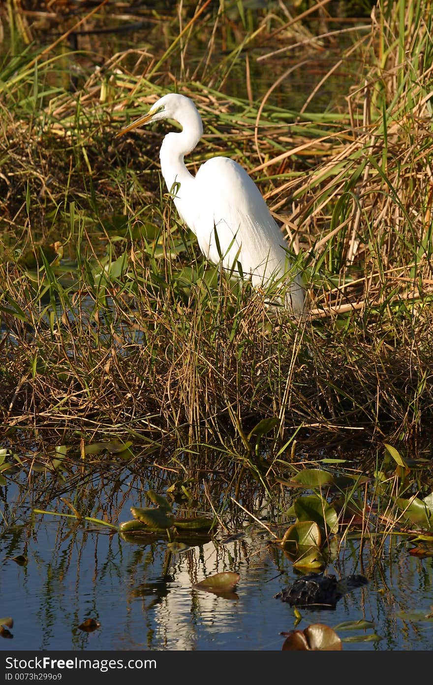 Great Egrat And Alligator