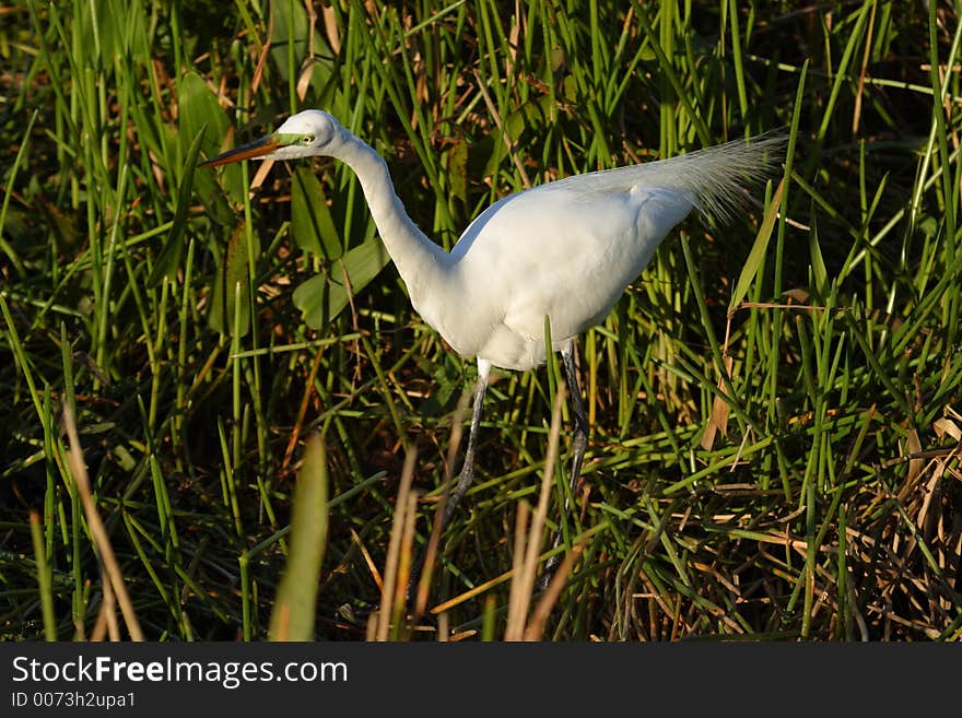 Great Egret