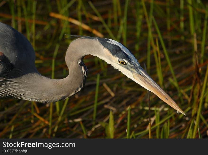 Great Blue Heron Head