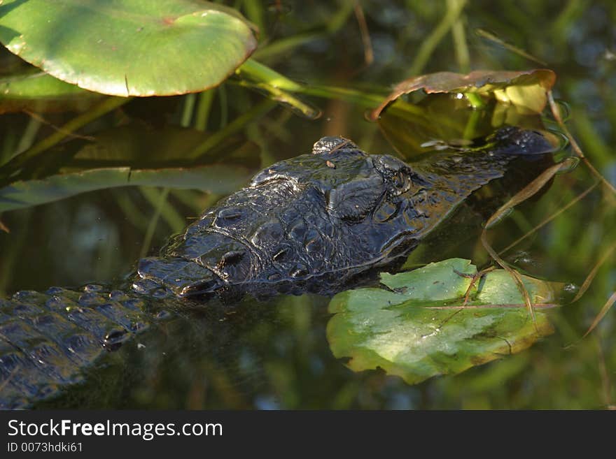 Alligator Swimming