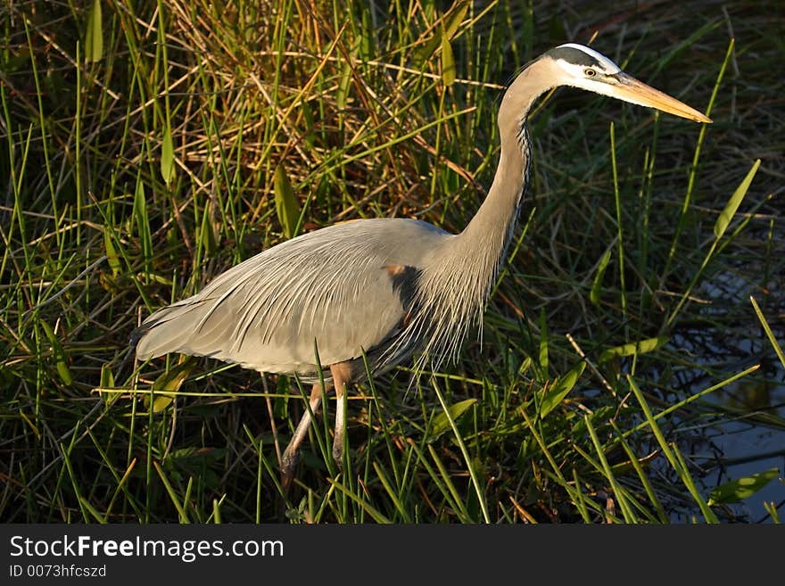 Great Blue Heron